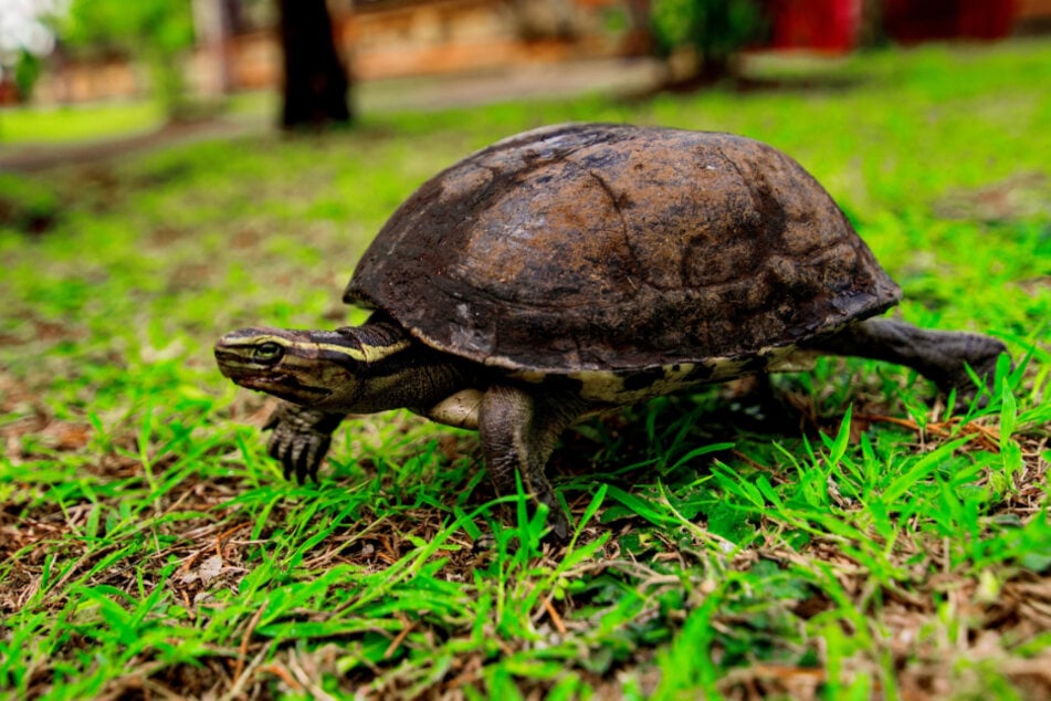 Schildkröten im Tempo-Check: Wie schnell sind sie wirklich?