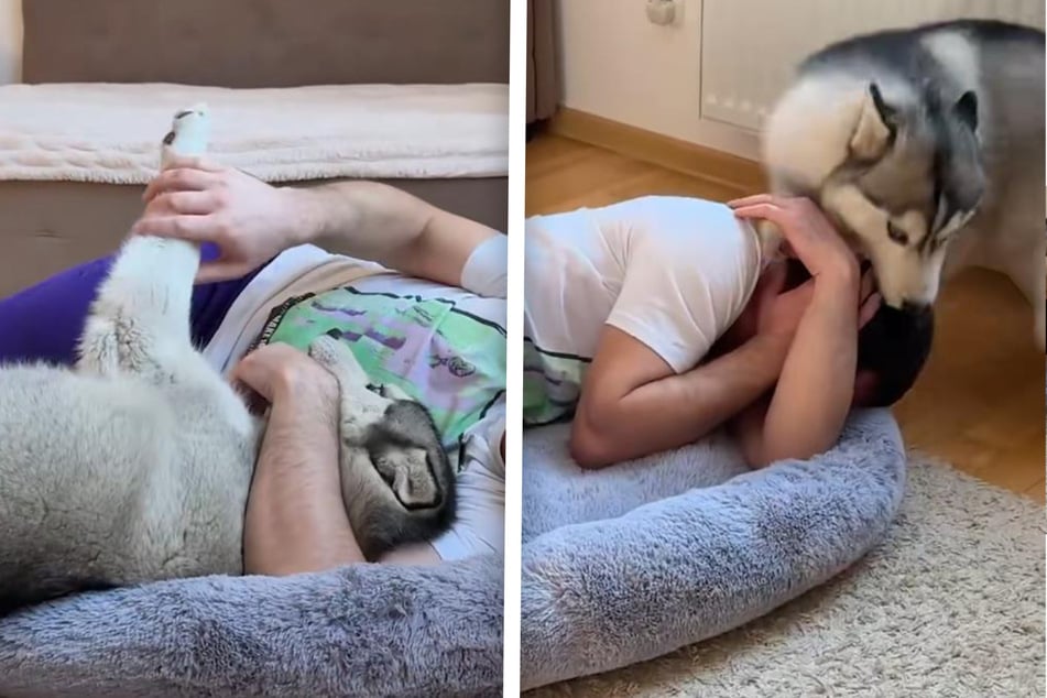 Adorably miffed Husky dog is "really taking it personally" after owner pretends to steal his bed