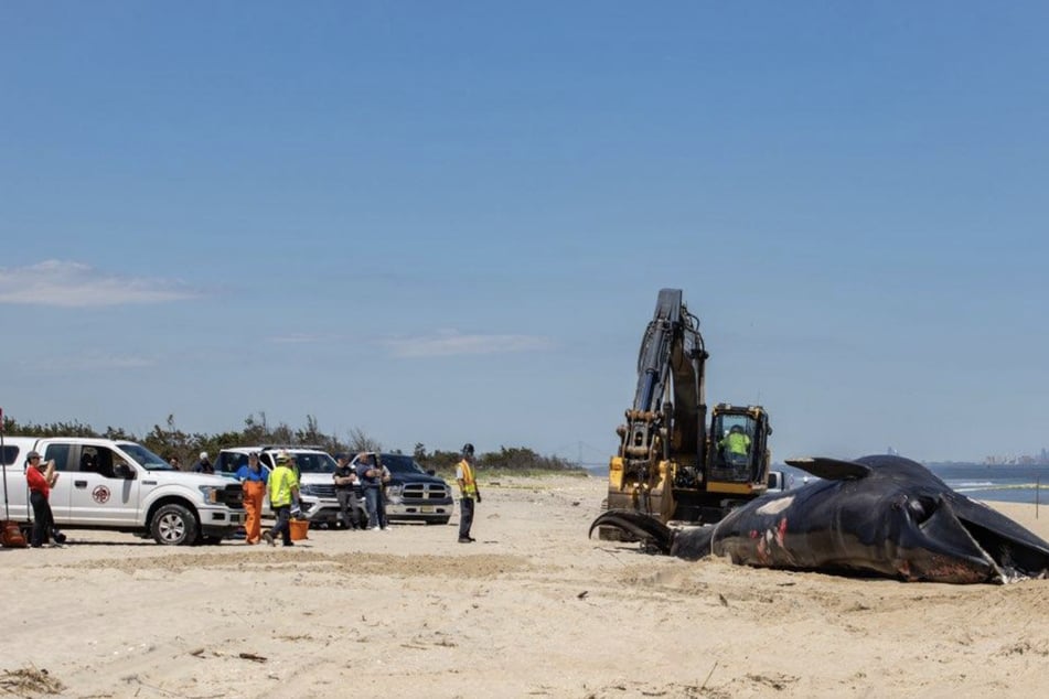 An endangered Sei whale was found stuck to the bow of a cruise ship that docked in Brooklyn last week.