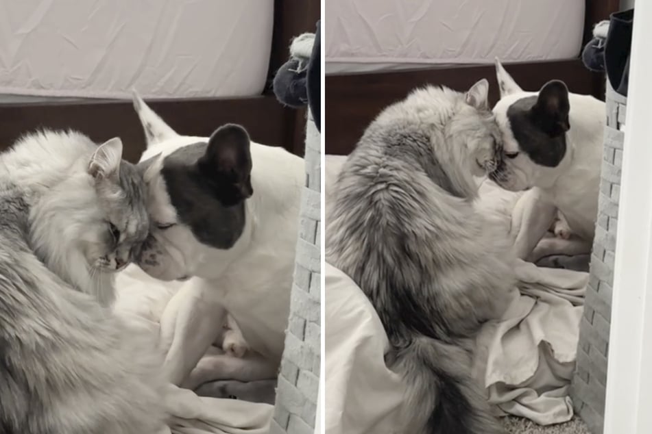 Kater Cloud und Hund Paco kuschelten sich liebevoll aneinander, als sie von ihrer Besitzerin erblickt wurden.