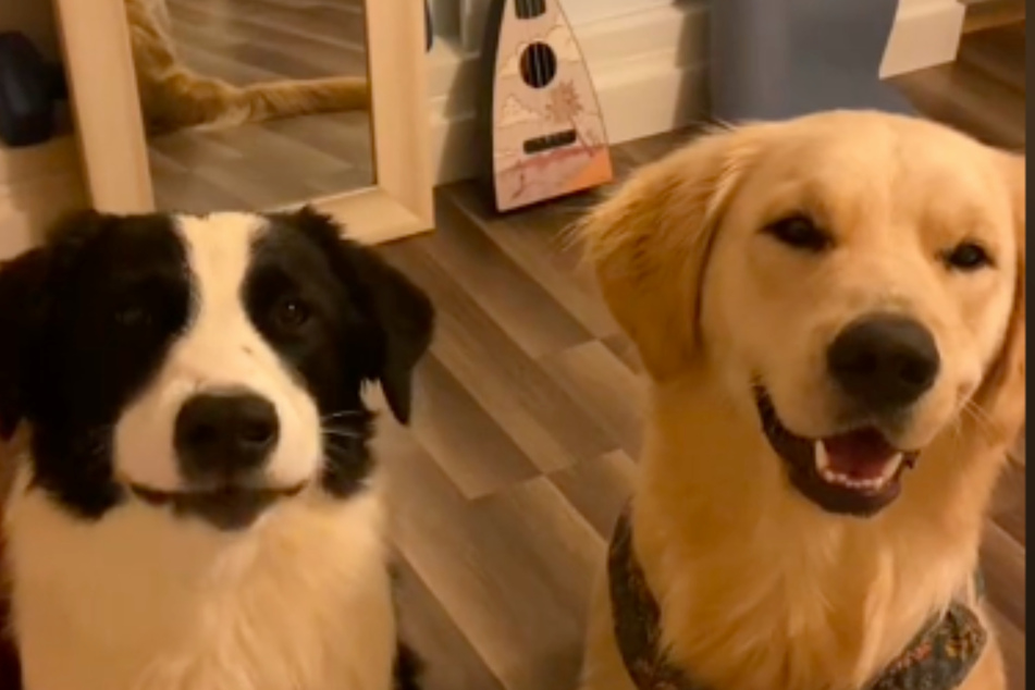 Moose (l.) and Delilah's romance, and their resulting mixed-breed puppy, have the internet smitten!