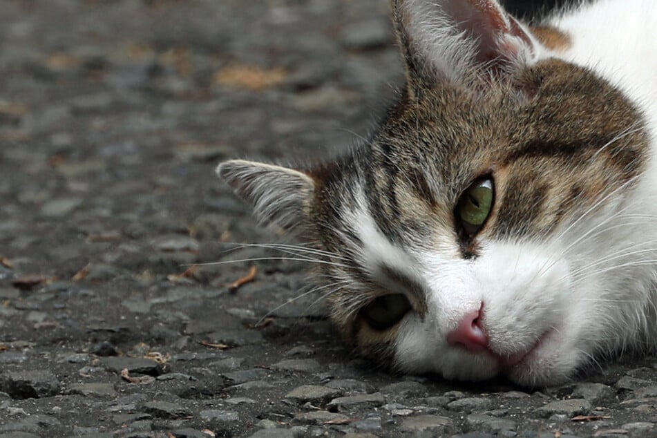 Grausam: Tote Katze an Gartenzaun aufgehängt!