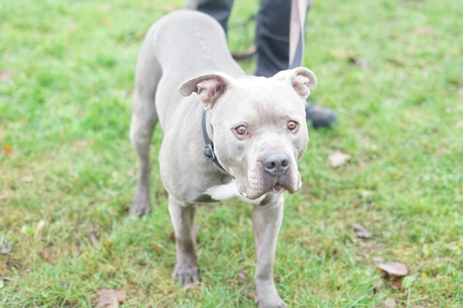 American-Staffordshire-Terrier-Mischling Achim sitzt bereits seit sechs Jahren im Hamburger Tierheim.