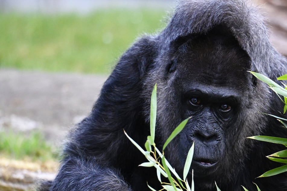 Fatou ist der älteste Gorilla der Welt: Darum freut sich PETA nicht über ihren Geburtstag