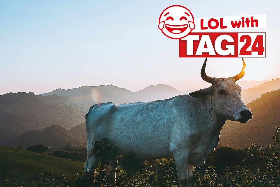 Joke of the Day for May 6, 2025: Animal jokes to get your funny on