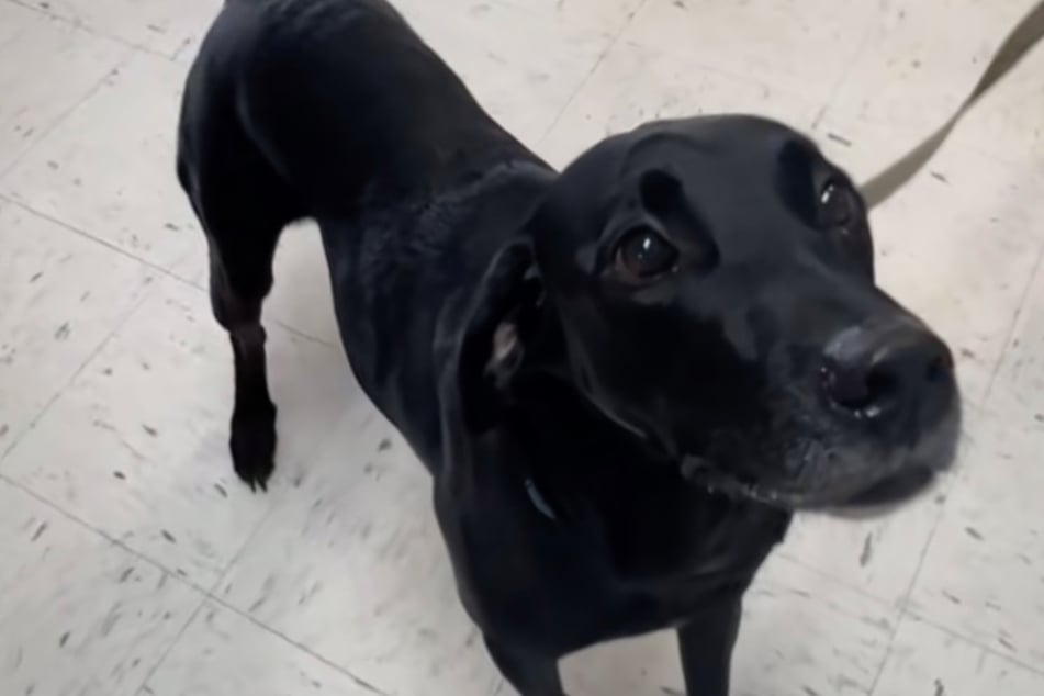 Hund freut sich, Tierheim nach knappem Jahr zu besuchen: Dann wird ihm sein Herz gebrochen