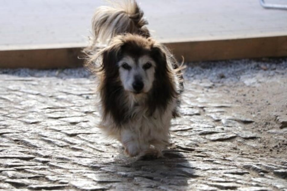 Mikita litt unter starken Zahnschmerzen, als er ins Tierheim kam.