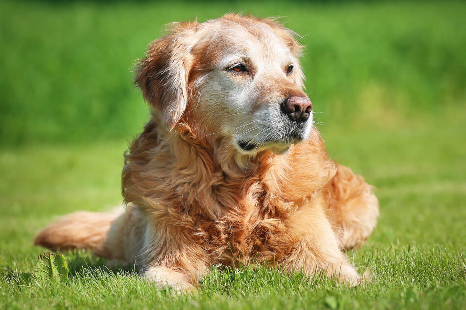 Auch Hunde bedürfen in fortgeschrittenem Alter einer besonderen Pflege.