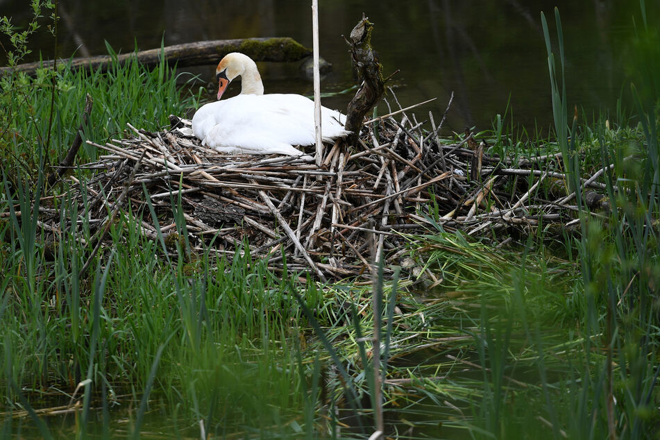Täter haben in Staßfurt (Sachsen-Anhalt) das Nest eines Schwanen-Paares und die darin befindlichen Eier zerstört. (Symbolbild)