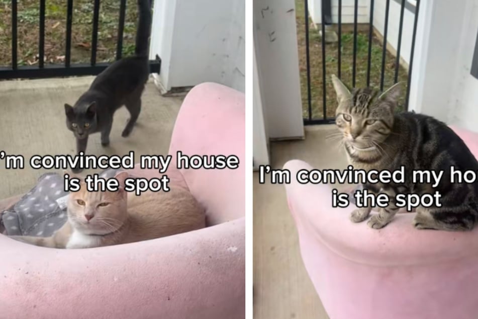 Frau beobachtet, wie ihre Katze mehrere Freunde einlädt