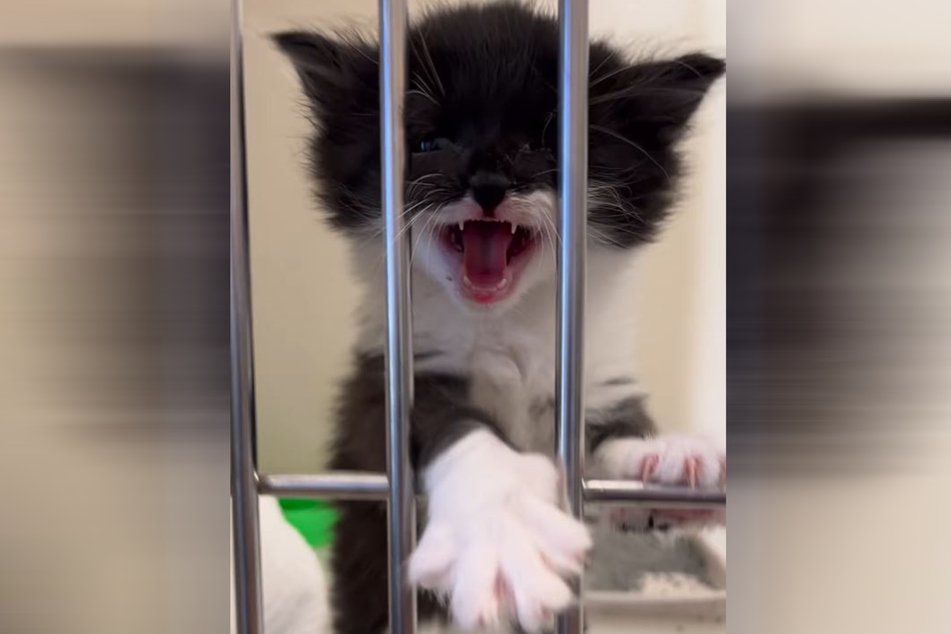 With heartbreaking meows, a kitten named Jimmy melted hearts across social media.