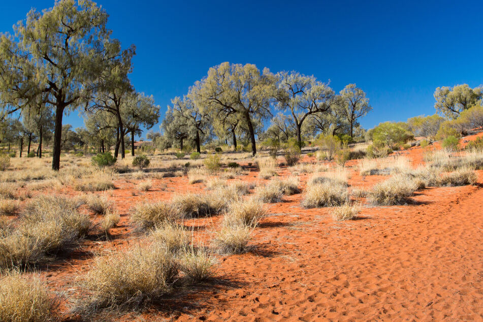 In einer Gemeinde im australischen Outback wird von Fischregenfällen berichtet. Ein Phänomen, das seit 1974 schon zum vierten Mal aufgetreten ist. (Symbolbild)