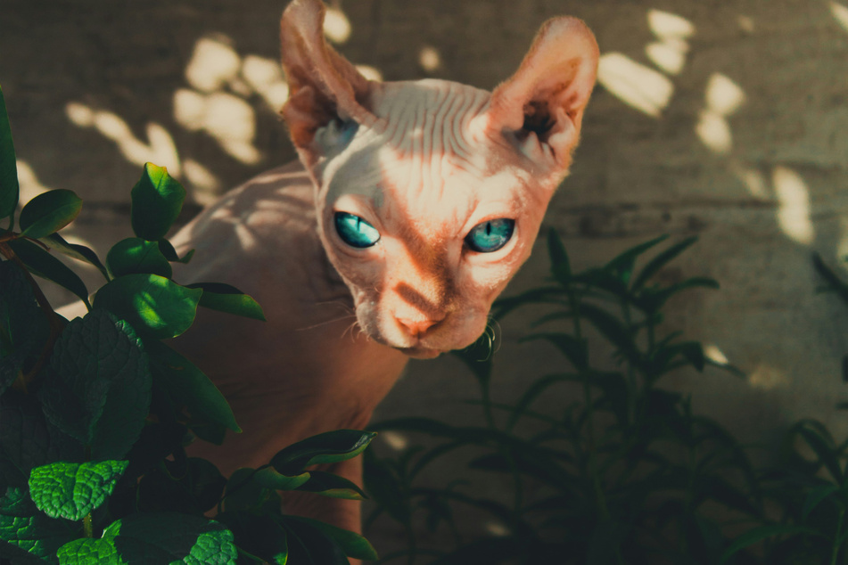 It's not surprising that the Sphynx looks and behaves so grumpy.