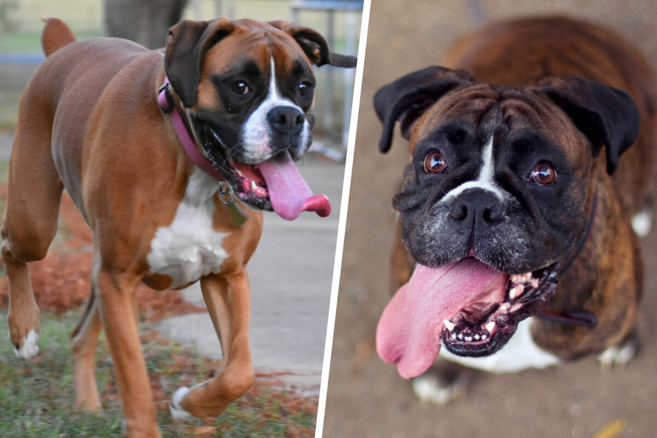 Brandy, a Boxer from Michigan, had the longest-ever recorded dog tongue.
