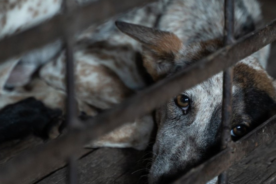 Dogs meant for slaughter, like this one, were kept in rusty cages.