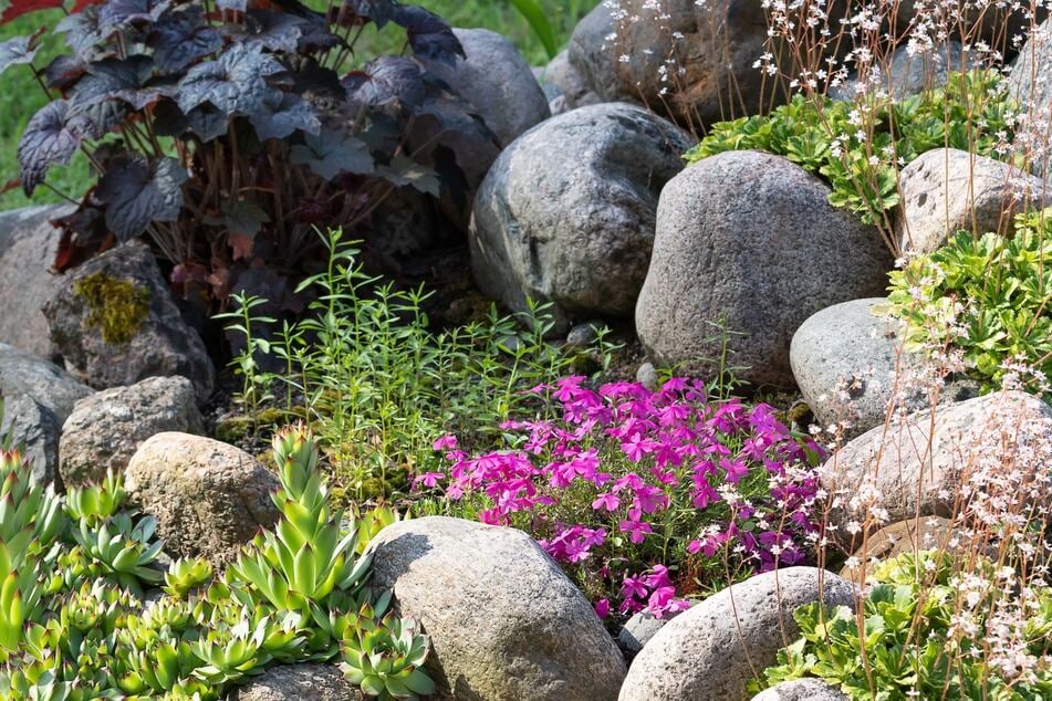Ein wichtiger Unterschied zwischen Schottergärten und Steingärten: Steingärten sind bepflanzt.