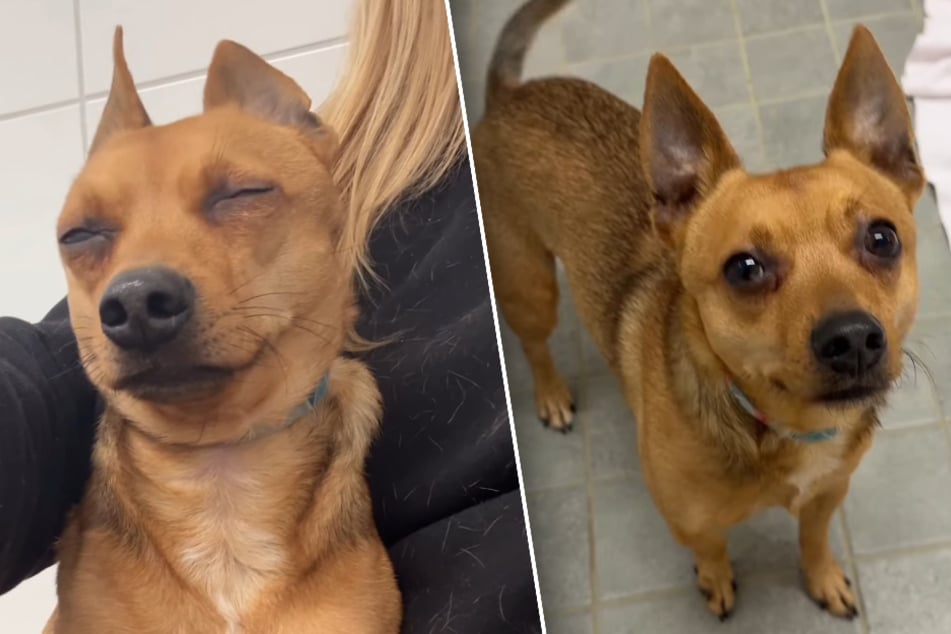 Django musste sein Zuhause verlassen, weil sein Frauchen aus beruflichen Gründen keine Zeit mehr für ihn hatte.