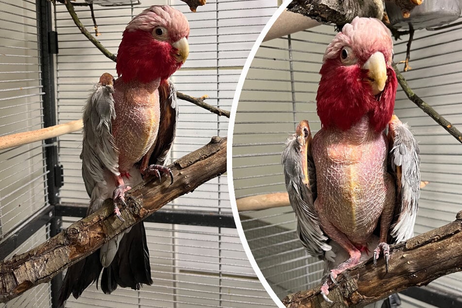 "Grüß Gott", sagt Pinky: für die Tierschützer weniger eine Begrüßung, als vielmehr ein Hilferuf.