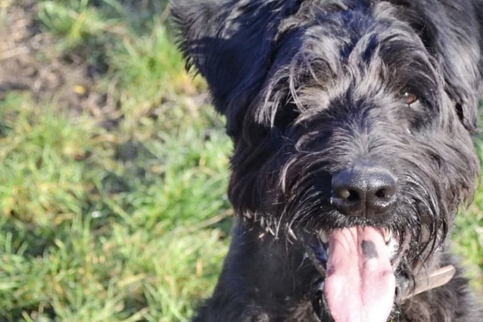 Riesenschnauzer Hank hat eine Riesenschnauze: Wer gibt dem kleinen Clown eine Chance?