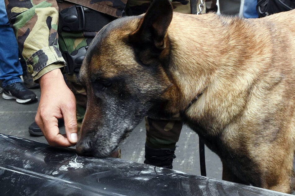 Sniffer dogs who can detect cocaine and cannabis are being posted along the seafront Croisette, where the big red carpet premieres are held every evening (stock image).