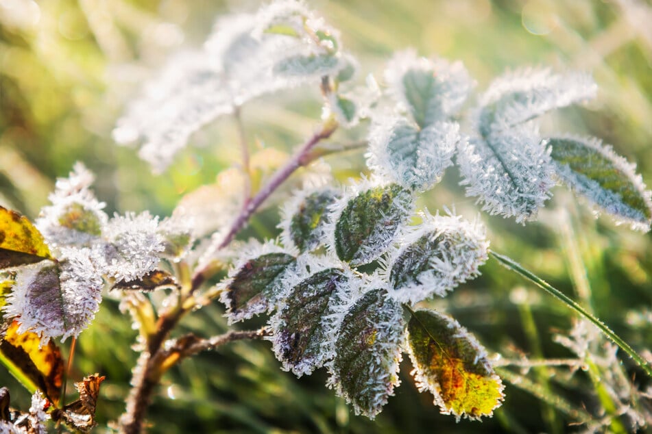In Marienberg-Kühnhaide meldete sich schon Mitte Oktober der Frost. (Symbolfoto)