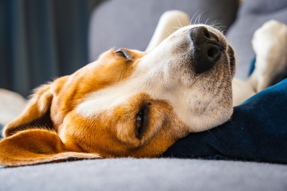 Viele Menschen machen sich große Sorgen, wenn ihr Hund im Schlaf zuckt.