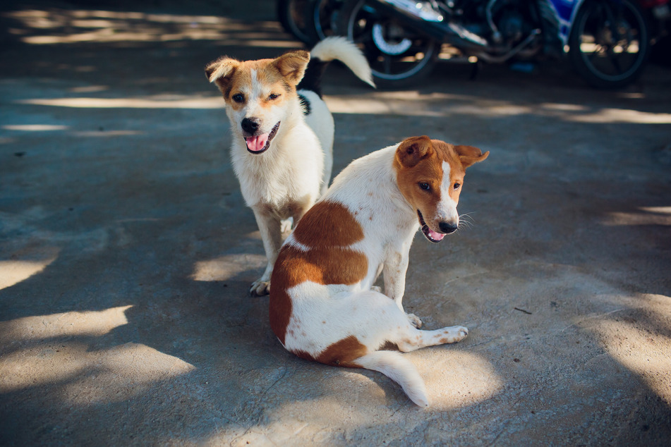 In der neuen MDR-Serie "Heimatlose Hunde - Rette mich wer kann" stehen die Hunde im Fokus. (Symbolbild)