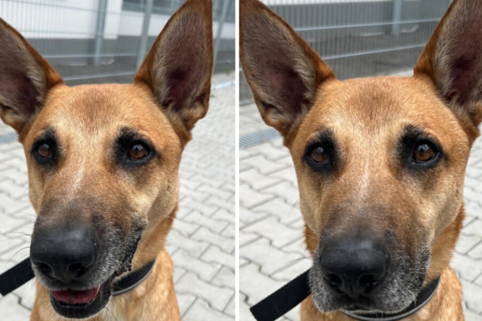 Štěně Sam sní už téměř půl roku o tom, že opustí útul.