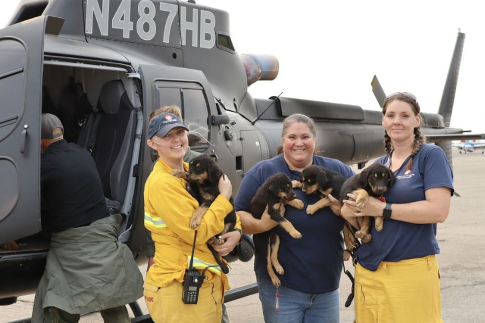 Die North Valley Animal Disaster Group kümmert sich nun um den Rottweiler und seine vier Welpen.