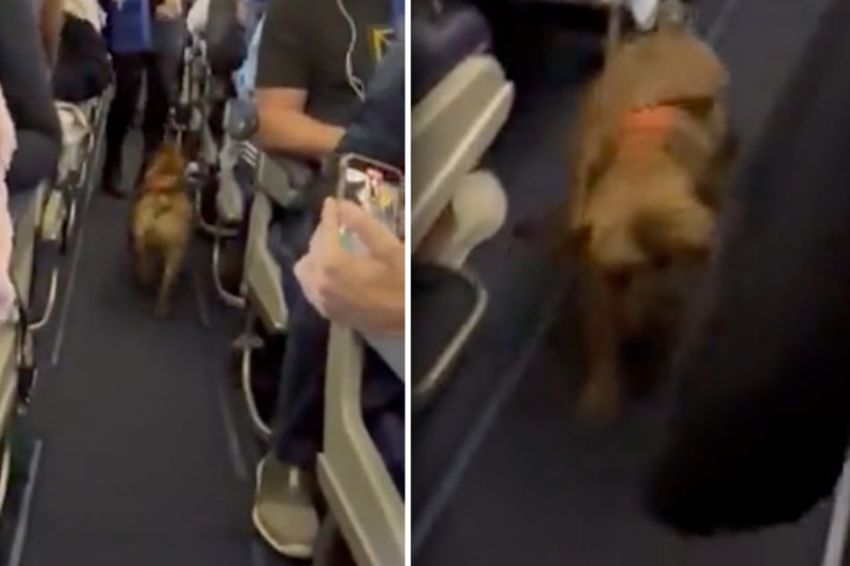 Niedlicher Hund büxt im Flugzeug aus und entzückt Passagiere