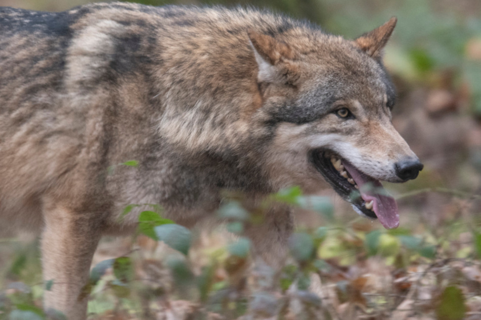 Nun lebt ein zweiter Wolf in Baden-Württemberg. (Symbolbild)