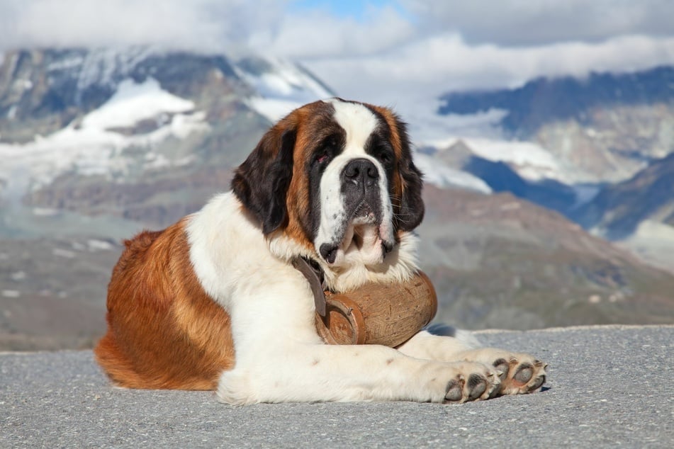 Barry, der Lawinenhund rettete über 40 Menschen das Leben im Schnee der Schweizer Alpen.