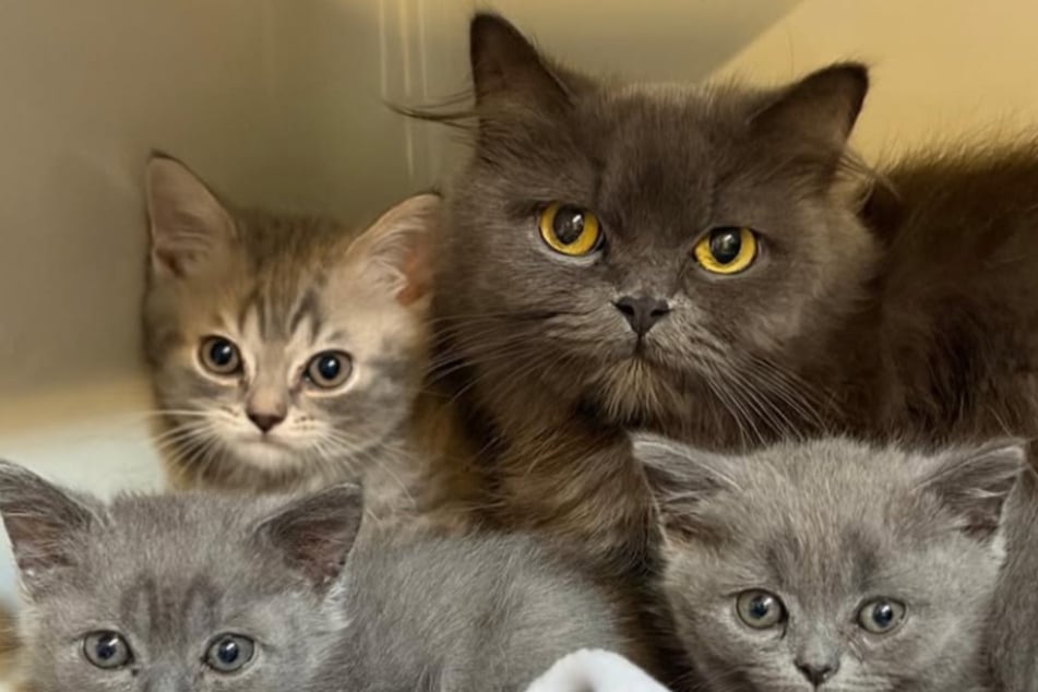 Tierrettern kommt Katzen-Story spanisch vor, dann machen sie herzzerreißenden Fund