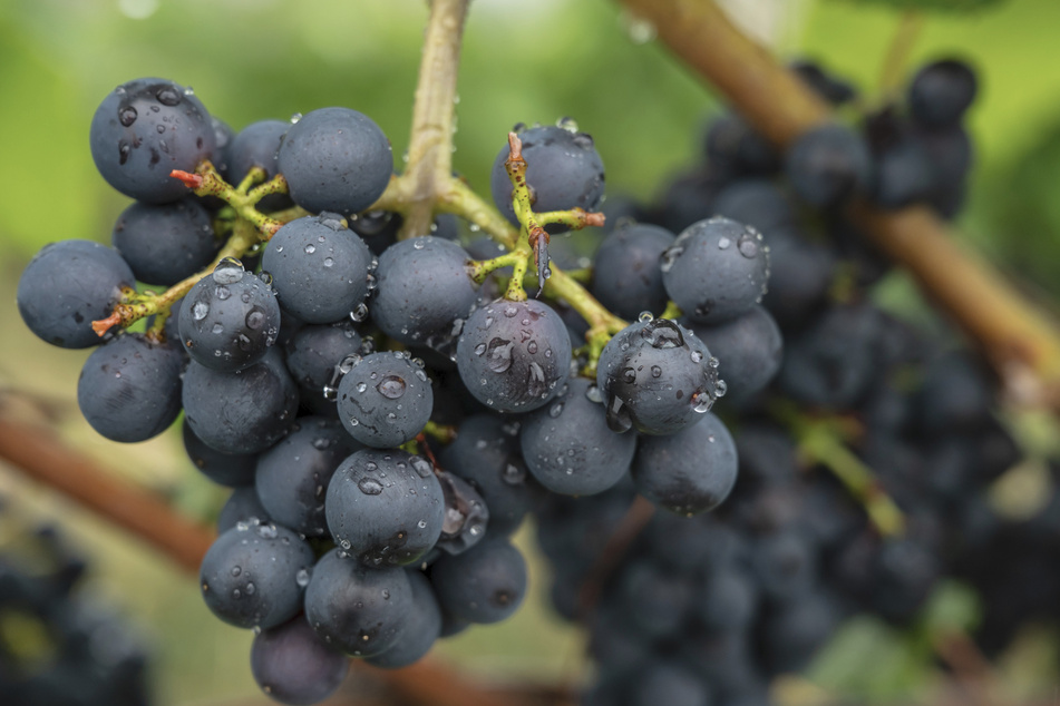 Lecker! Aus Trauben wird später mal Wein.