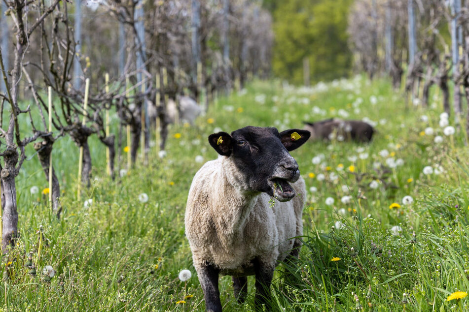Das saftige Gras und die Beikräuter zwischen den Reben schmecken dem Suffolk-Schaf.