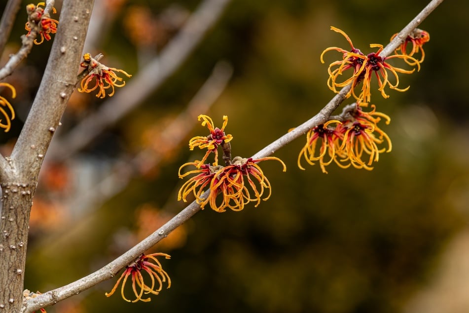 Die Zaubernuss begeistert schon im Winter mit diesen tollen Blüten.