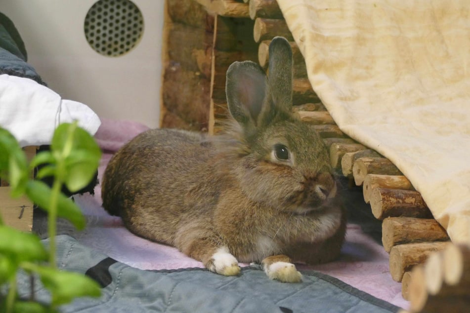 Kaninchen Nanna streckt sich aus: Sie hat nur noch drei Beine.