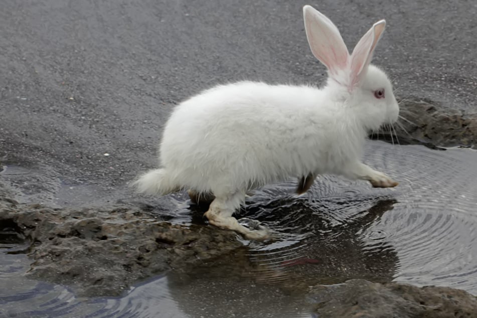 Kaninchen sind sehr wasserscheue Tiere.