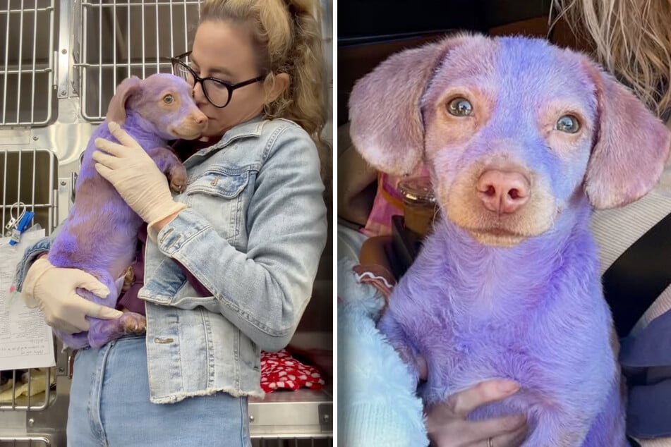 Tierheim-Mitarbeiterin muss zweimal hinschauen, als sie diesen Hund sieht