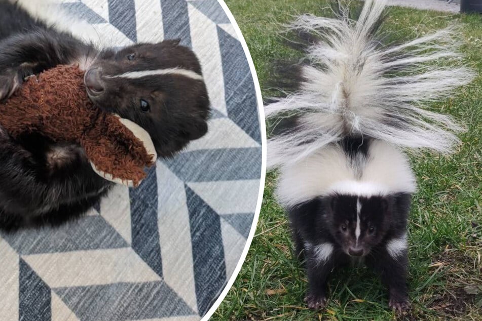 Stinktier "Puck" wird in Wien schmerzlich von seiner Familie vermisst.