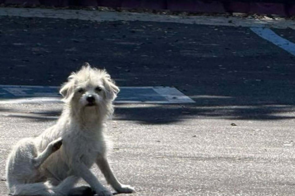 Die Hündin war völlig verängstigt.