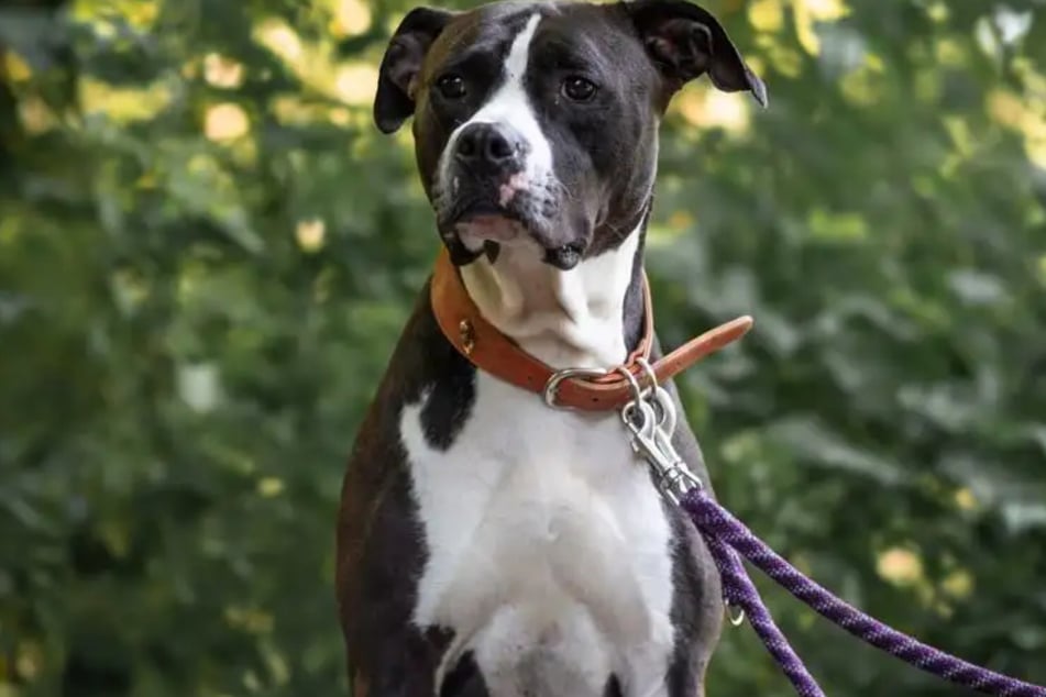 Aufgrund ihrer Rasse wurde die Hündin zunächst im Hamburger Tierheim sichergestellt.