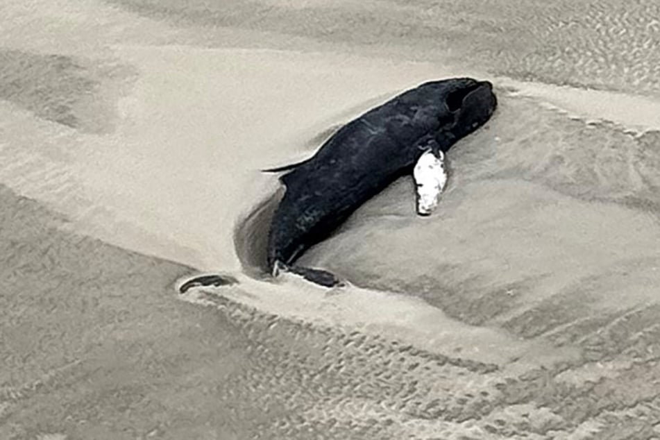 Der Buckelwal war vor einer Woche auf einer unbewohnten Nordsee-Insel tot entdeckt worden.