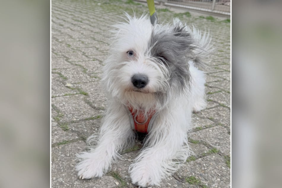 Wussten die Ex-Besitzer von Hund Benni womöglich über die Inzucht Bescheid und haben die beiden deshalb abgegeben?