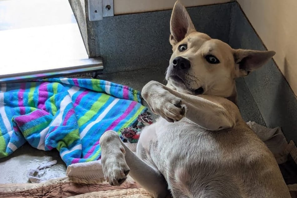 Rescue dog's reaction to a feather pillow shocks shelter workers!