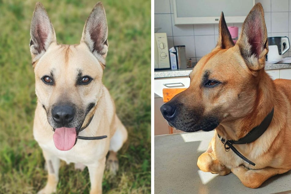 Im Tierheim Berlin lebt der Malinois-Mix Snacks (9) seit vier Jahren.