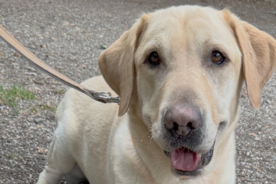 Tierheim fassungslos! Hund Arthur erst im Netz gekauft, nur Stunden später als "Retoure" abgegeben