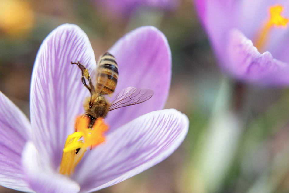 Sachsens Bienen sind gut in den nahenden Frühling gestartet - dem milden Wetter sei dank.