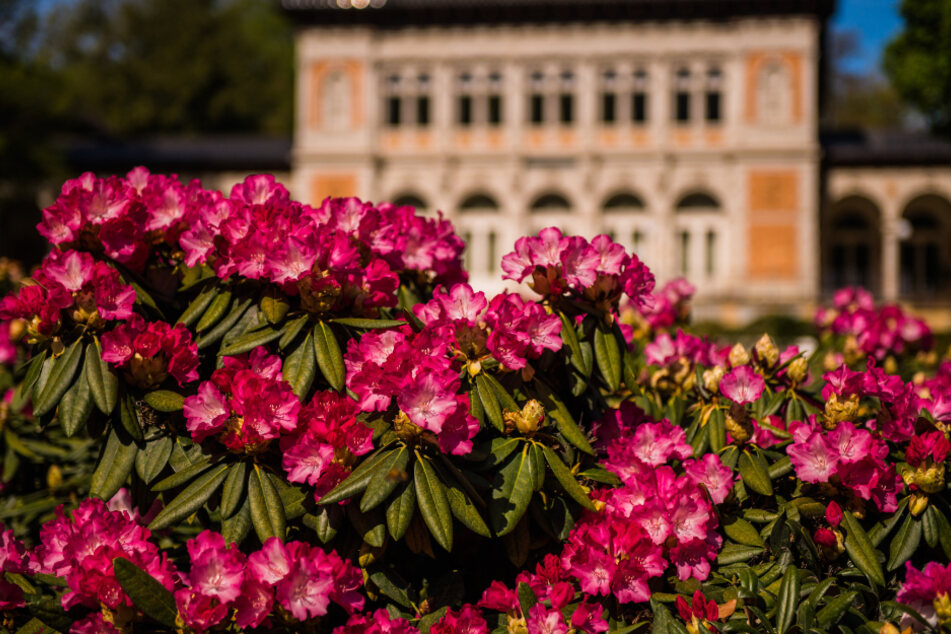 Zum dritten Mal findet in Bad Elster das Rhododendronfest statt.