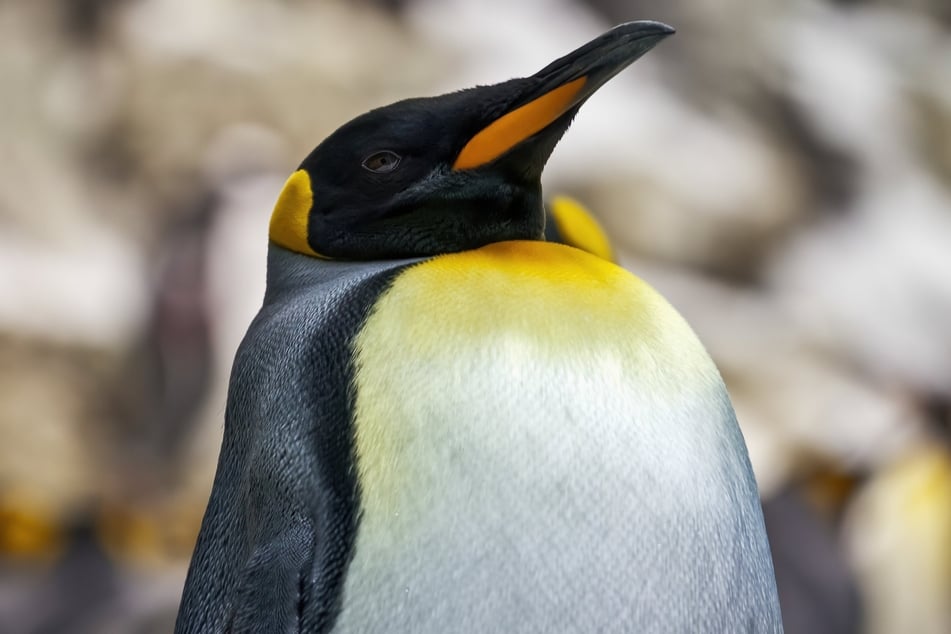 Emperor Penguins are now designated as threatened under the ESA.